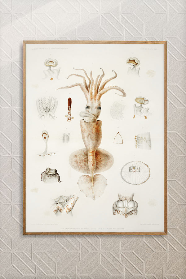 Vintage Wall Art - Grimaldi Scaled Squid Scientific Illustration